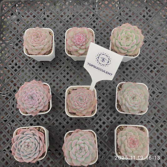 22737 Echeveria Tipsy (5.5cm pot size)