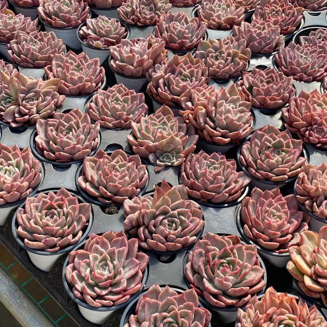 14470 Echeveria Prodidity Variegated (9cm pot size)