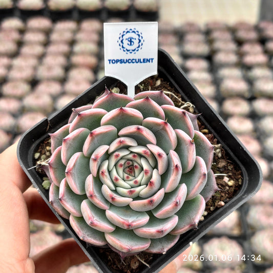 24391 Echeveria Jasmine (7cm pot size)