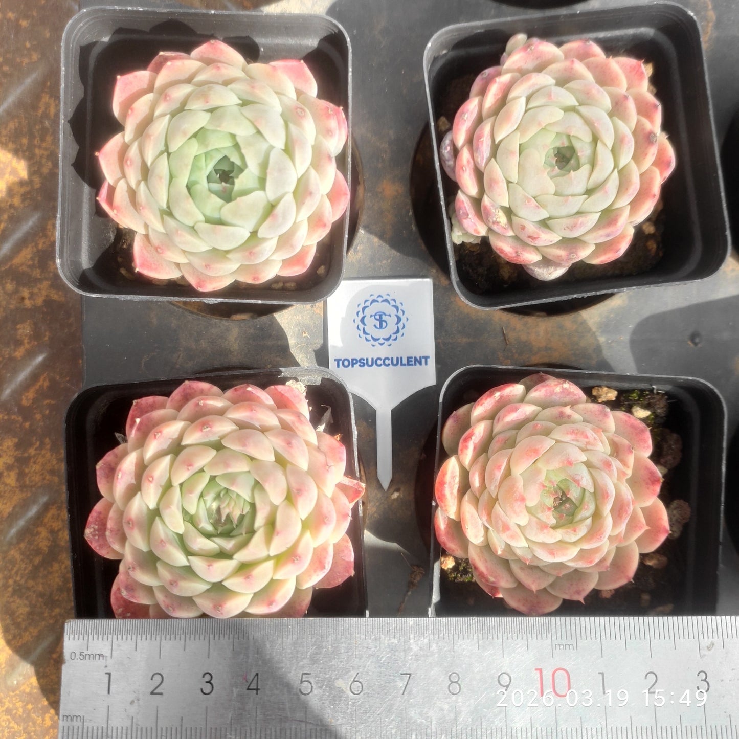 18907 Echeveria Cabela (7cm pot size)