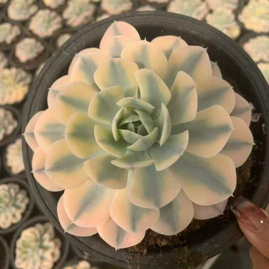 23649 Echeveria Makabenia Variegated (16cm pot size)