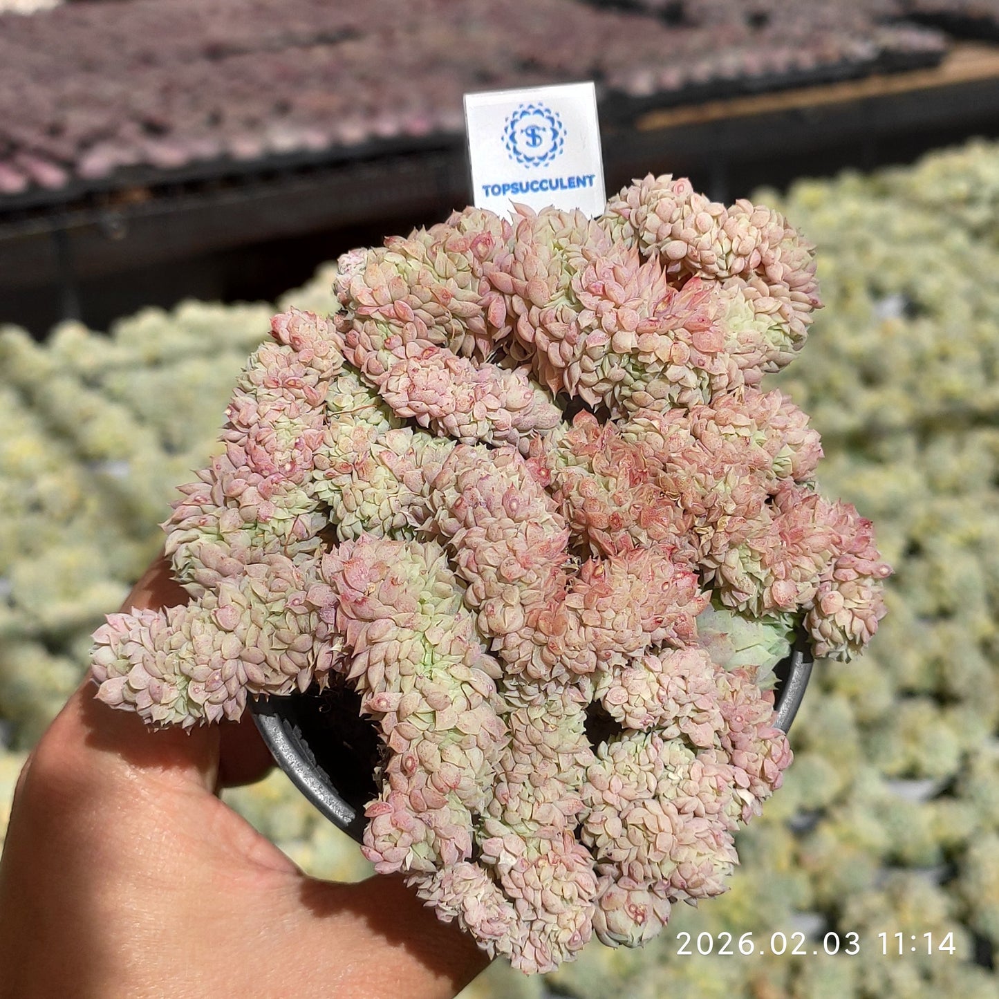 25610 Echeveria Ball of Fat Cristata (9cm pot size)