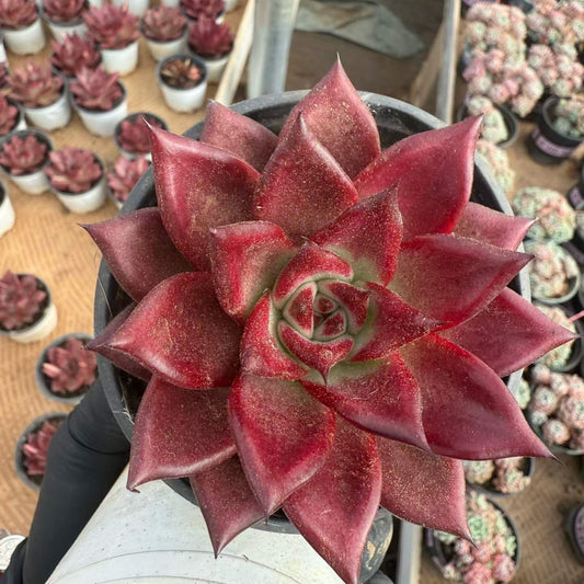 361962 Echeveria Roca (9cm pot size)