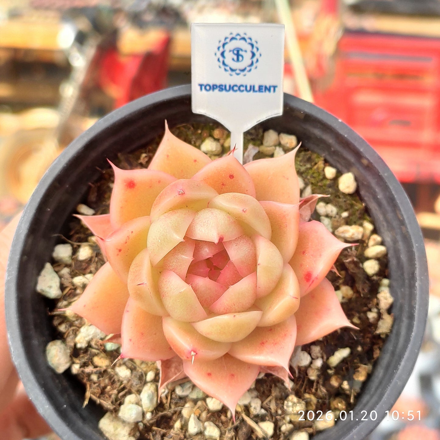 24870 Echeveria Aquamarine (9cm pot size)