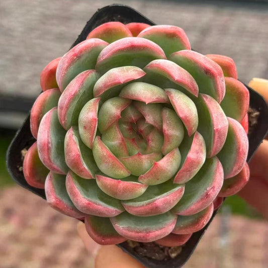 22630 Echeveria Strawberry Pudding (6cm pot size)