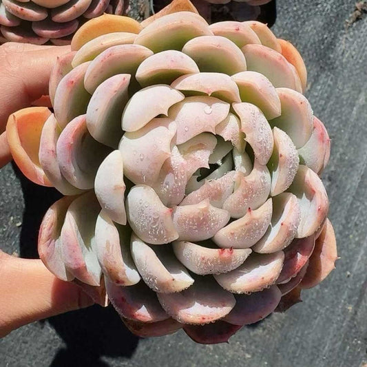 25334 Echeveria Berry (6.5cm pot size)