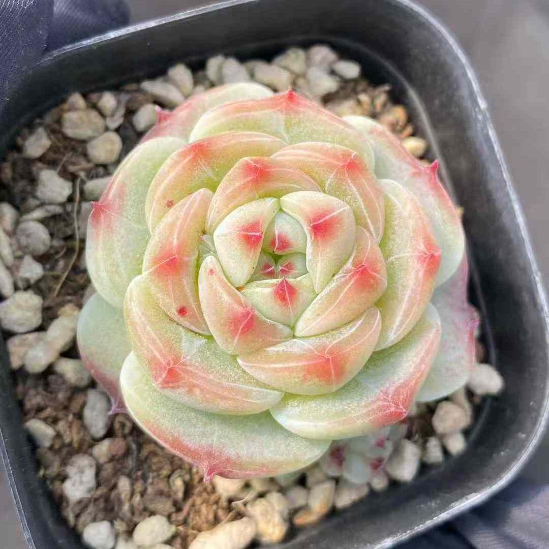 360419 Echeveria Sticky Rice (6.3cm pot size)