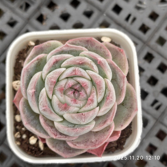 22760 Echeveria Elegance Hyb (5.5cm pot size)