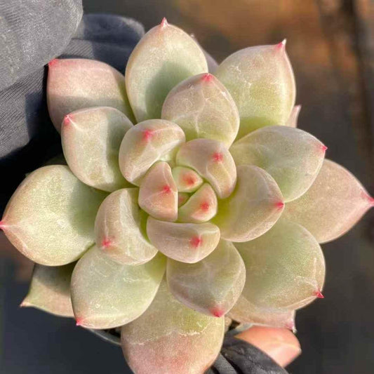 24928 Echeveria Shanks (7cm pot size)