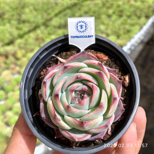 25617 Echeveria Casio (9cm pot size)