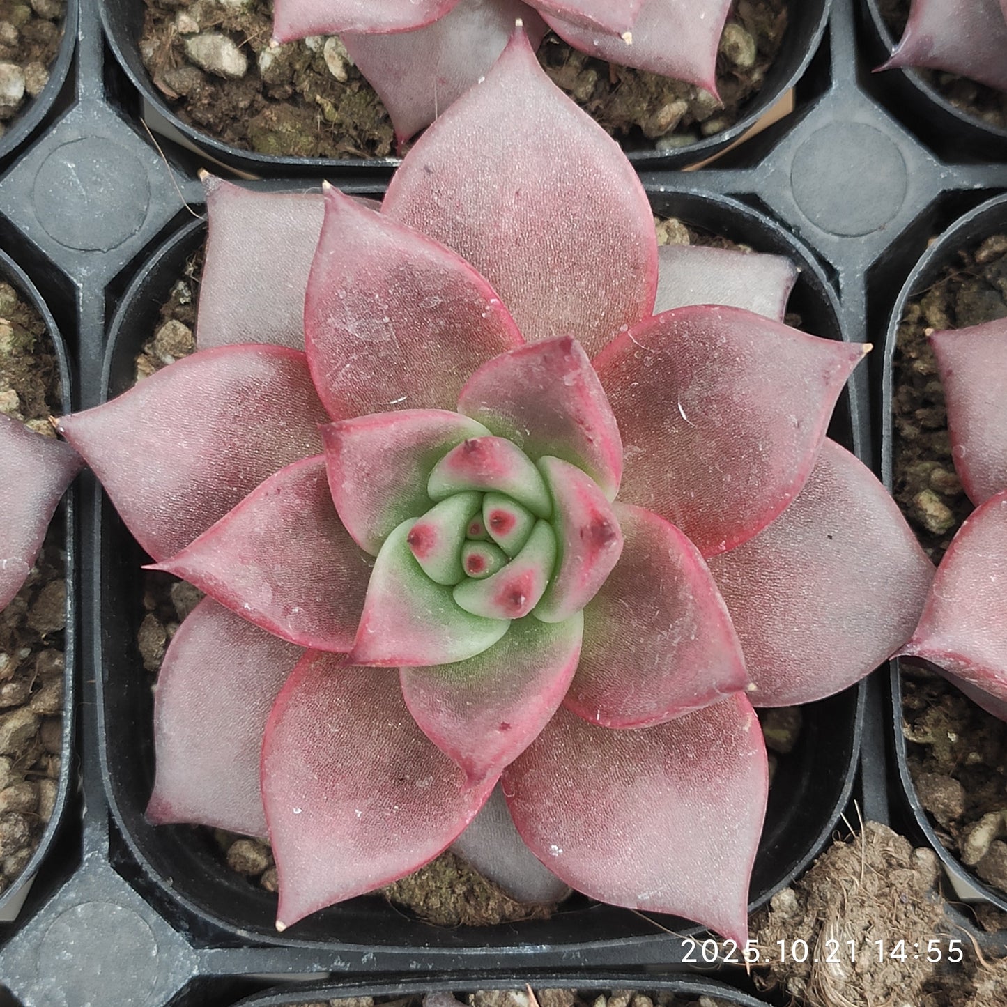 3265 Echeveria Romeo (6.3cm pot size)