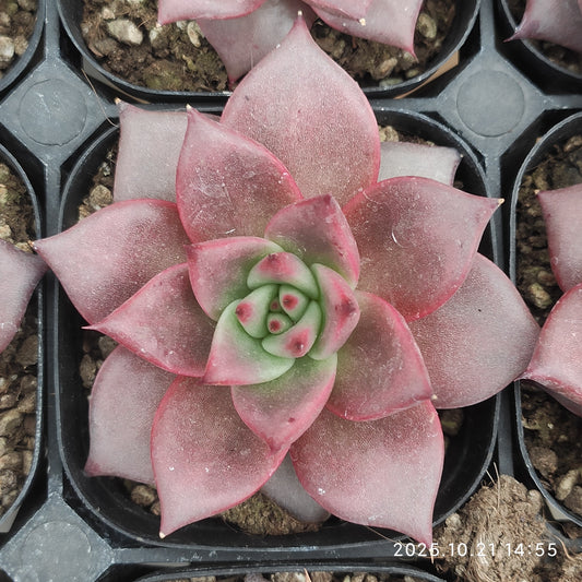 3265 Echeveria Romeo (6.3cm pot size)