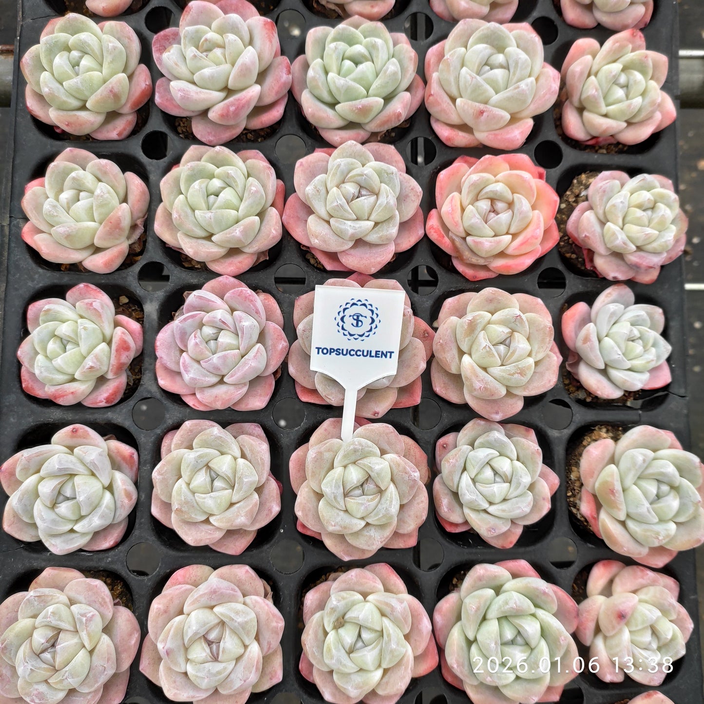 24368 Echeveria Ice Green (5cm pot size)