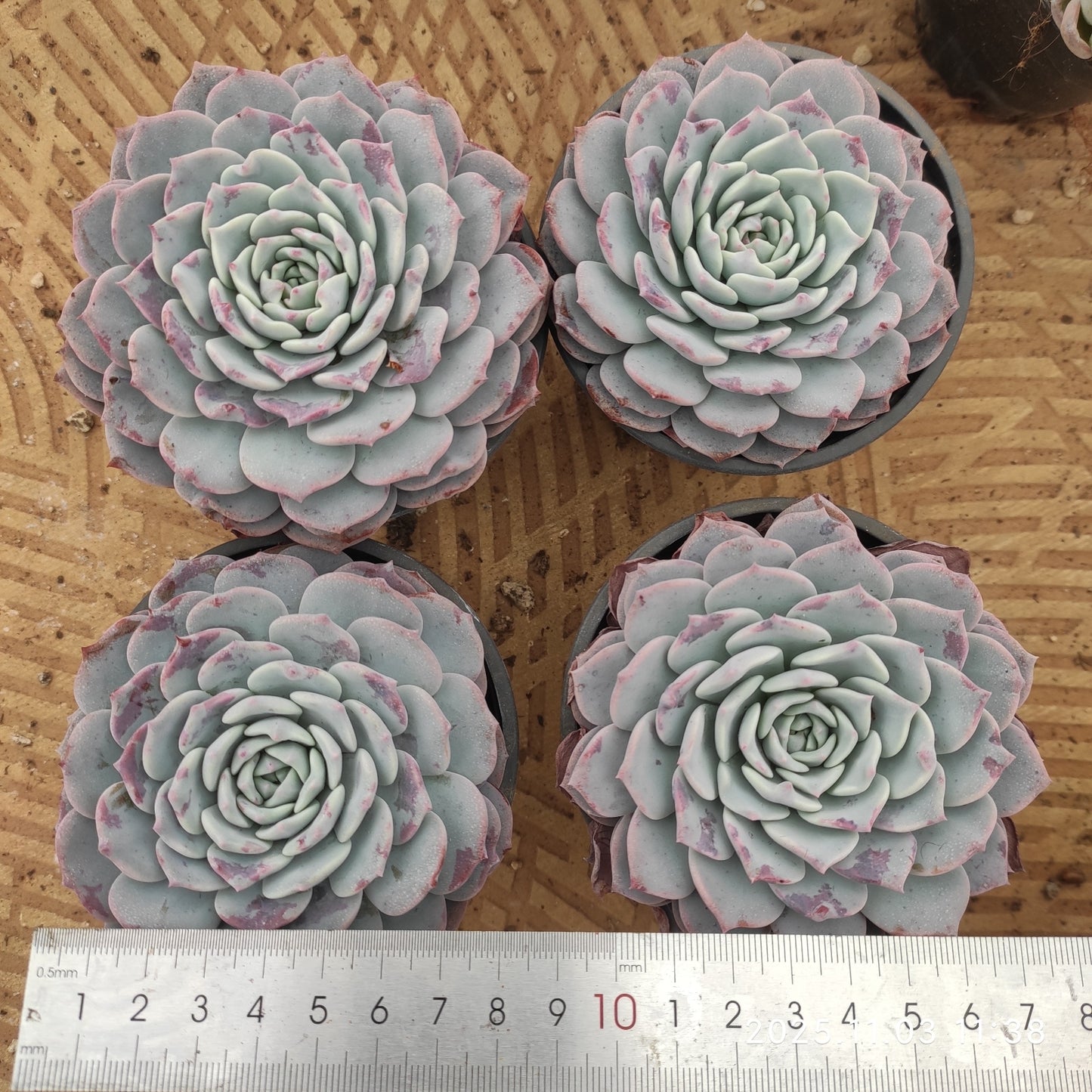 15531 Echeveria Begonia (9cm pot size)