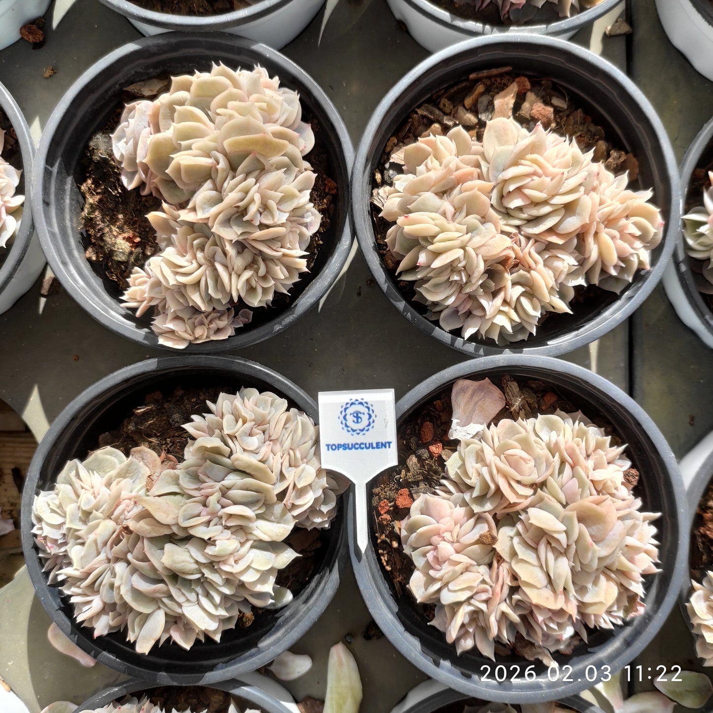 25614 Echeveria Blue Surprise Cristata (9cm pot size)