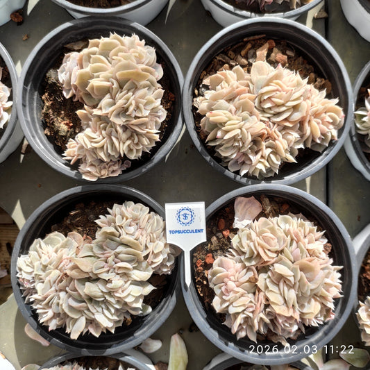 25614 Echeveria Blue Surprise Cristata (9cm pot size)