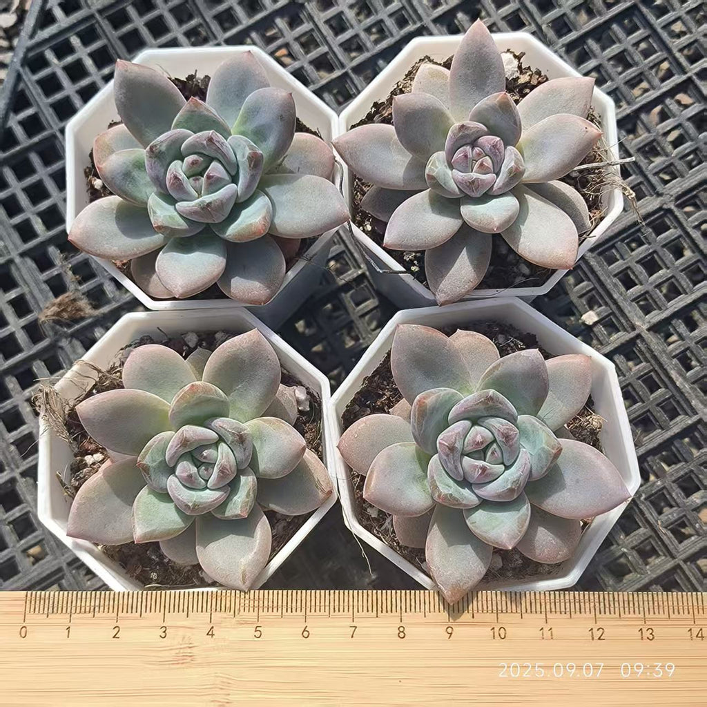 FFH110 Echeveria Spark Snow(6cm pot size)