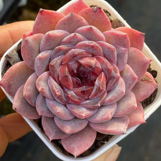 25754 Echeveria Sugar Lamp (6.5cm pot size)
