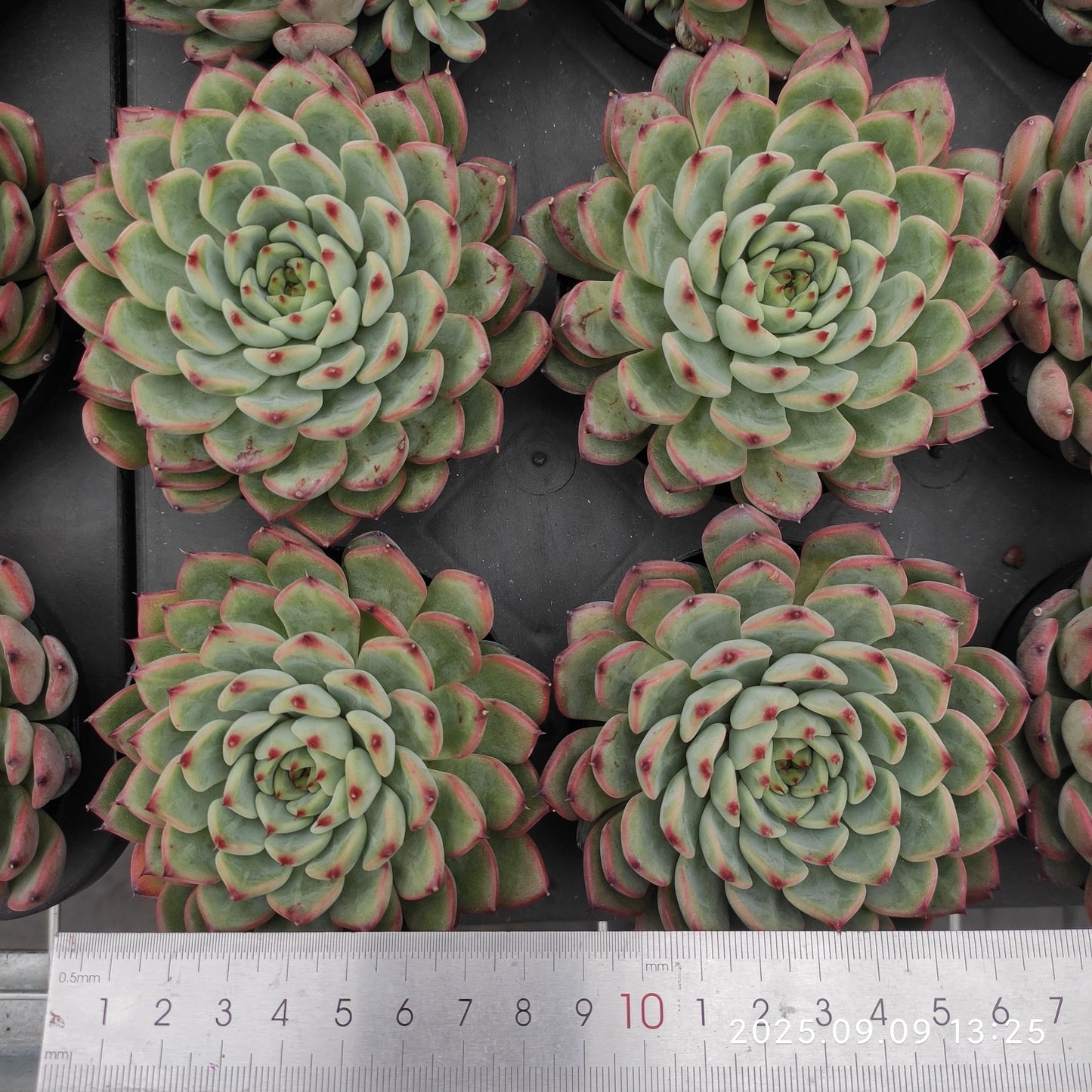 MMT844 Echeveria Spring(9cm pot size)