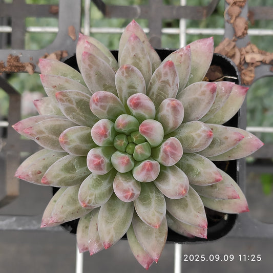 MMT834 Echeveria Cherries(7cm pot size)