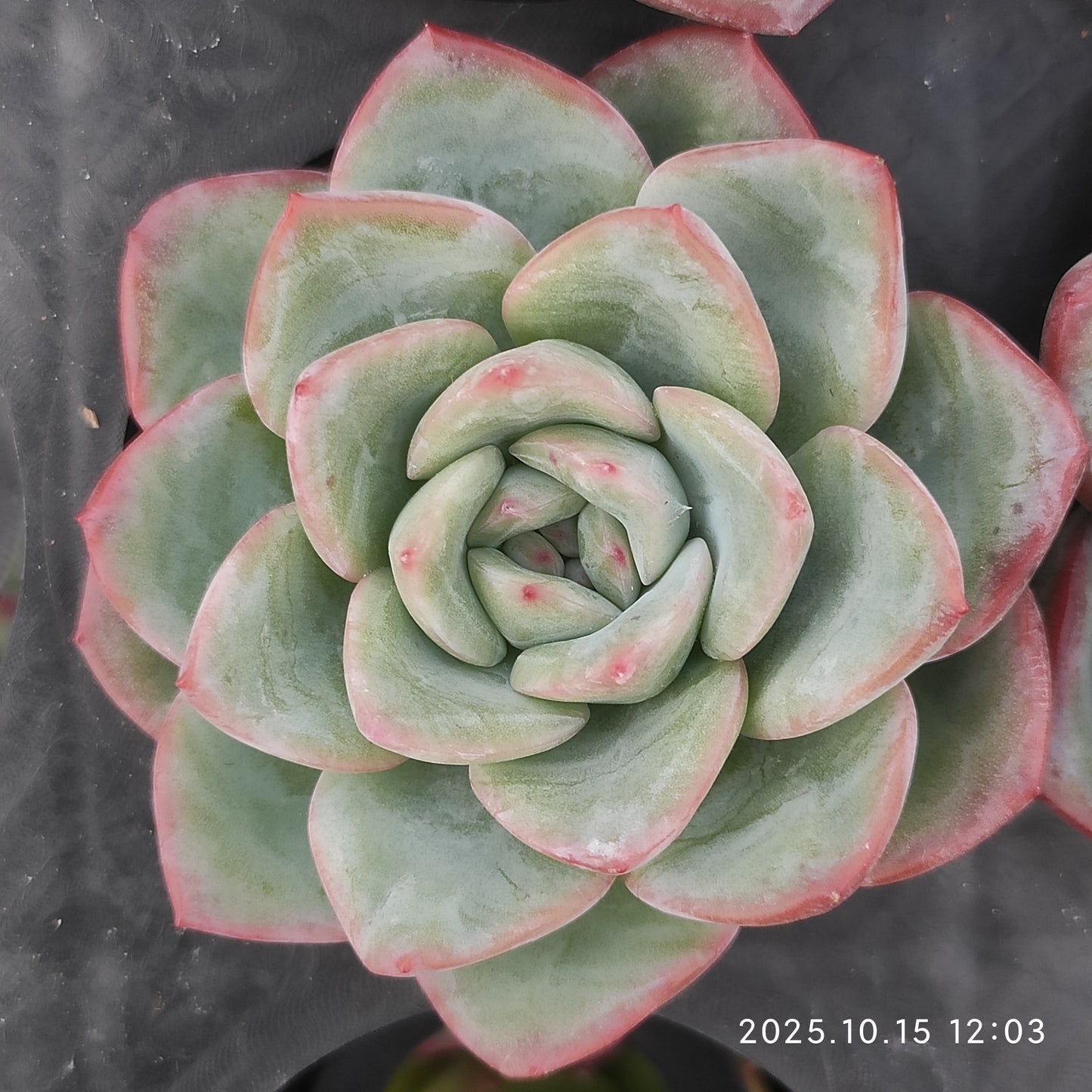 15728 Echeveria Amabille (5.5cm pot size)