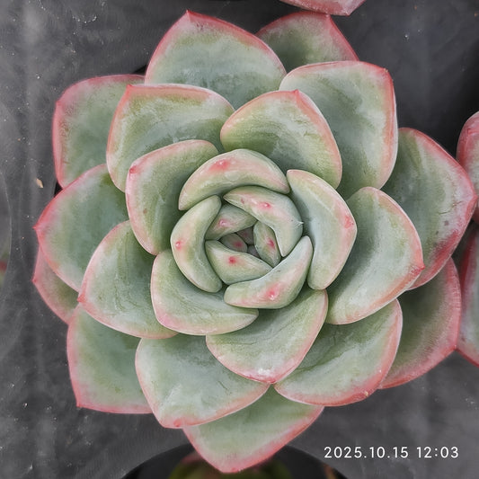 15728 Echeveria Amabille (5.5cm pot size)