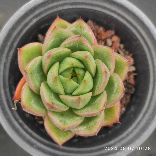 NGN034 Echeveria Diana