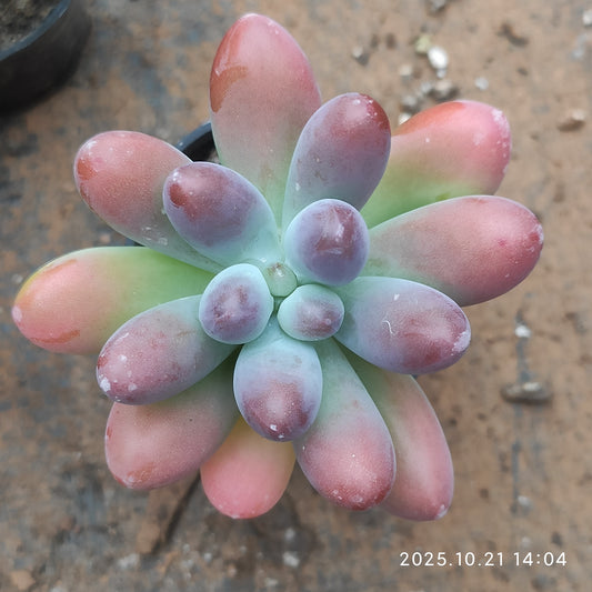 20707 Echeveria Fat Star (5.5cm pot size)