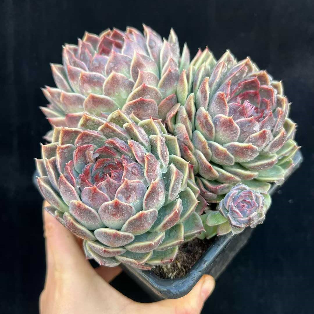 24158 Echeveria Good Omen (18cm pot size)