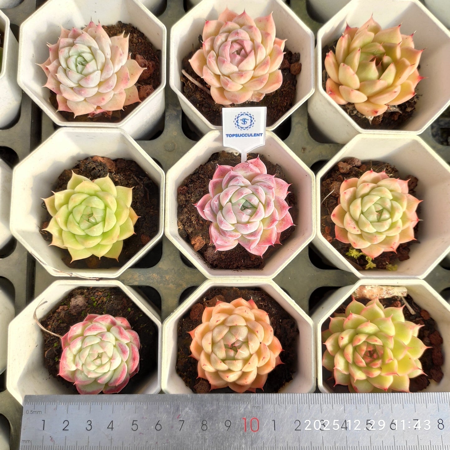 14936 Echeveria Silhouette x Berry (7cm pot size)