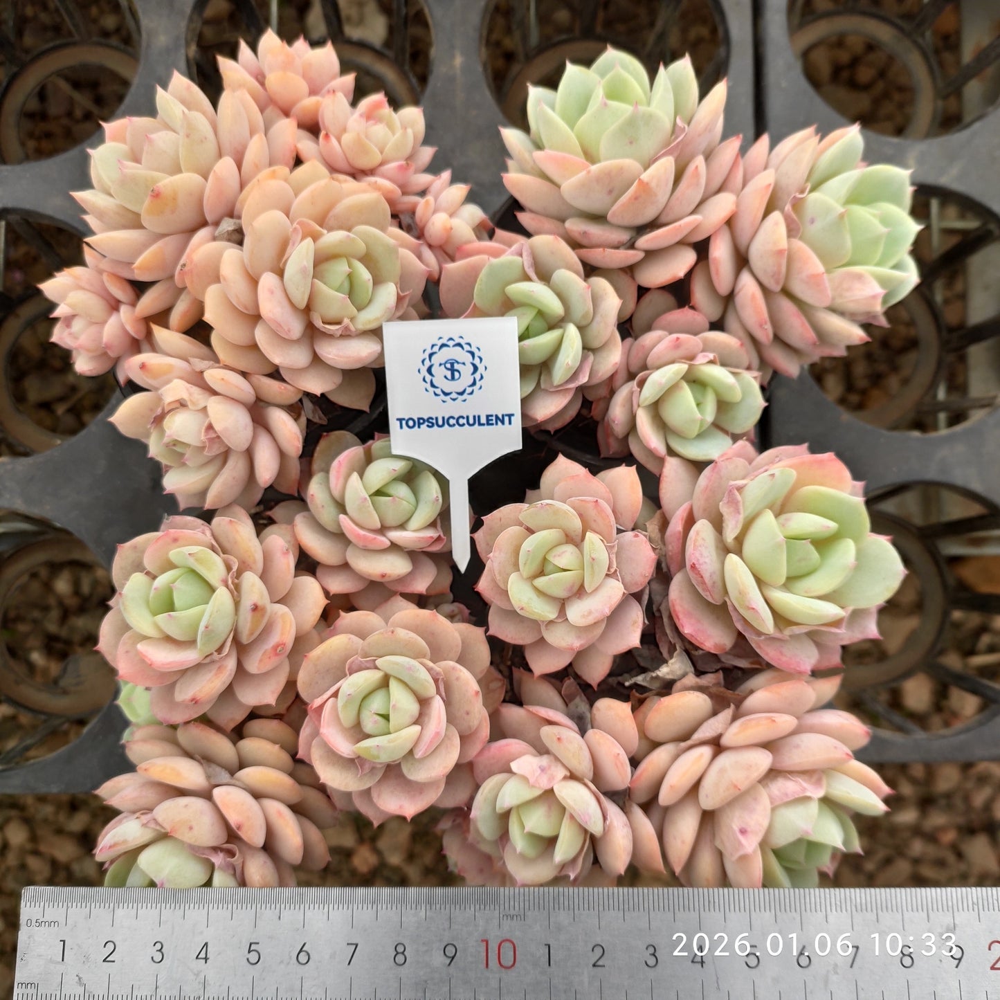 24342 Echeveria Love Tune (9cm pot size)