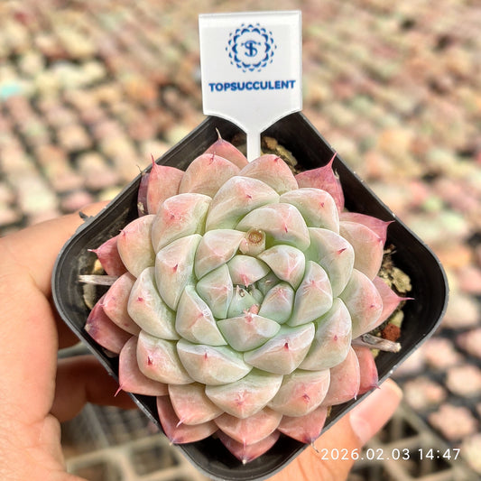 25682 Echeveria Dream Suit (6.5cm pot size)