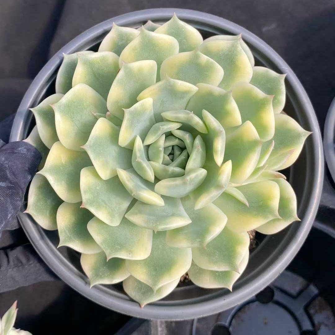 22749 Echeveria Erica Variegated (12.5cm pot size)