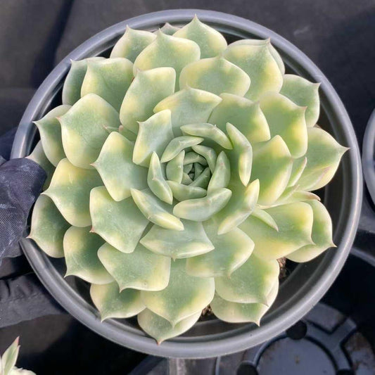 22749 Echeveria Erica Variegated (12.5cm pot size)