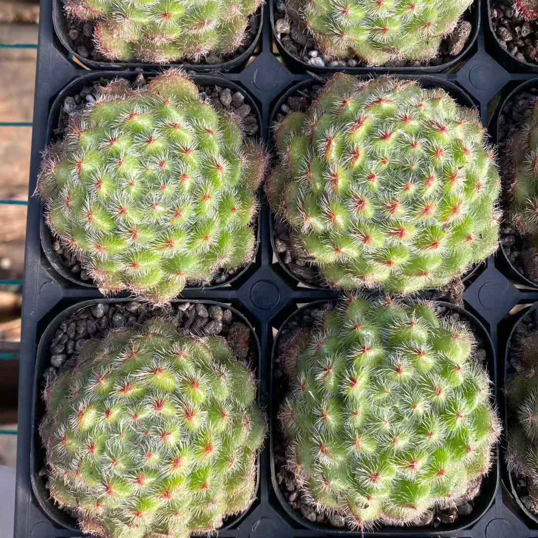 15448 Echeveria Golden Fruit (6.3cm pot size)