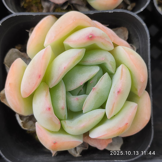 11852 Echeveria Suryeon (6cm pot size)