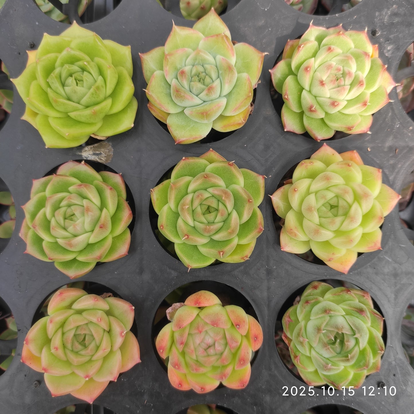 14886 Echeveria Malgan Hyb (5.5cm pot size)