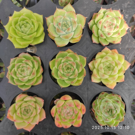 14886 Echeveria Malgan Hyb (5.5cm pot size)