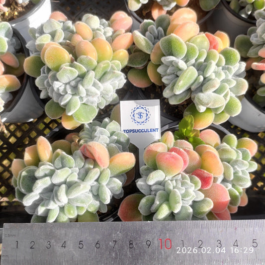 26014 Echeveria Frosty Cristata (9cm pot size)