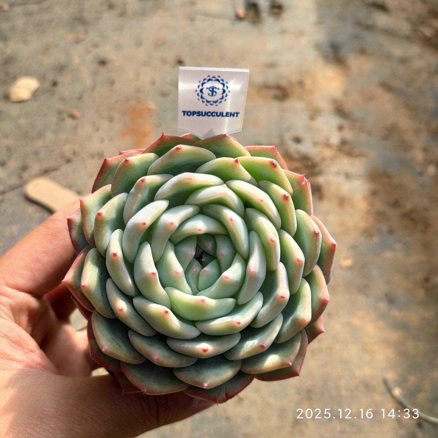 20158 Echeveria Water Dream Hyb (7cm pot size)