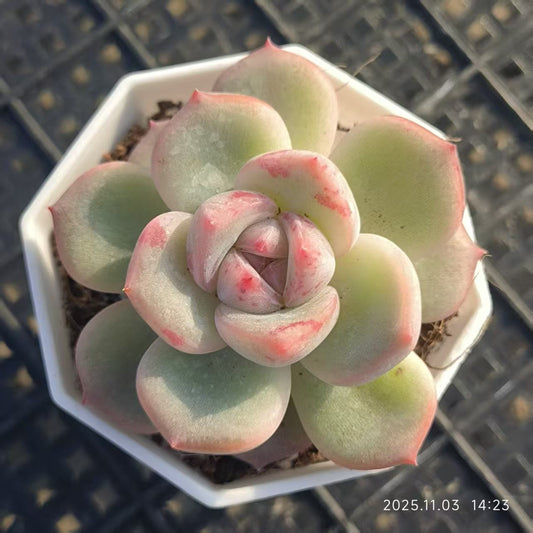 20509 Echeveria Annie (6.5cm pot size)