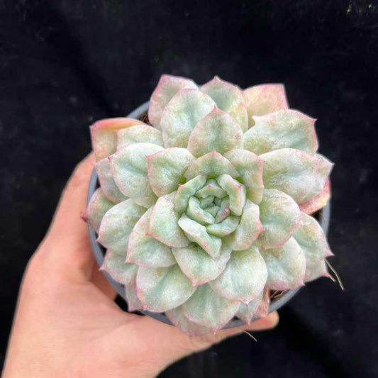 22814 Echeveria Bubble Cloth (9cm pot size)