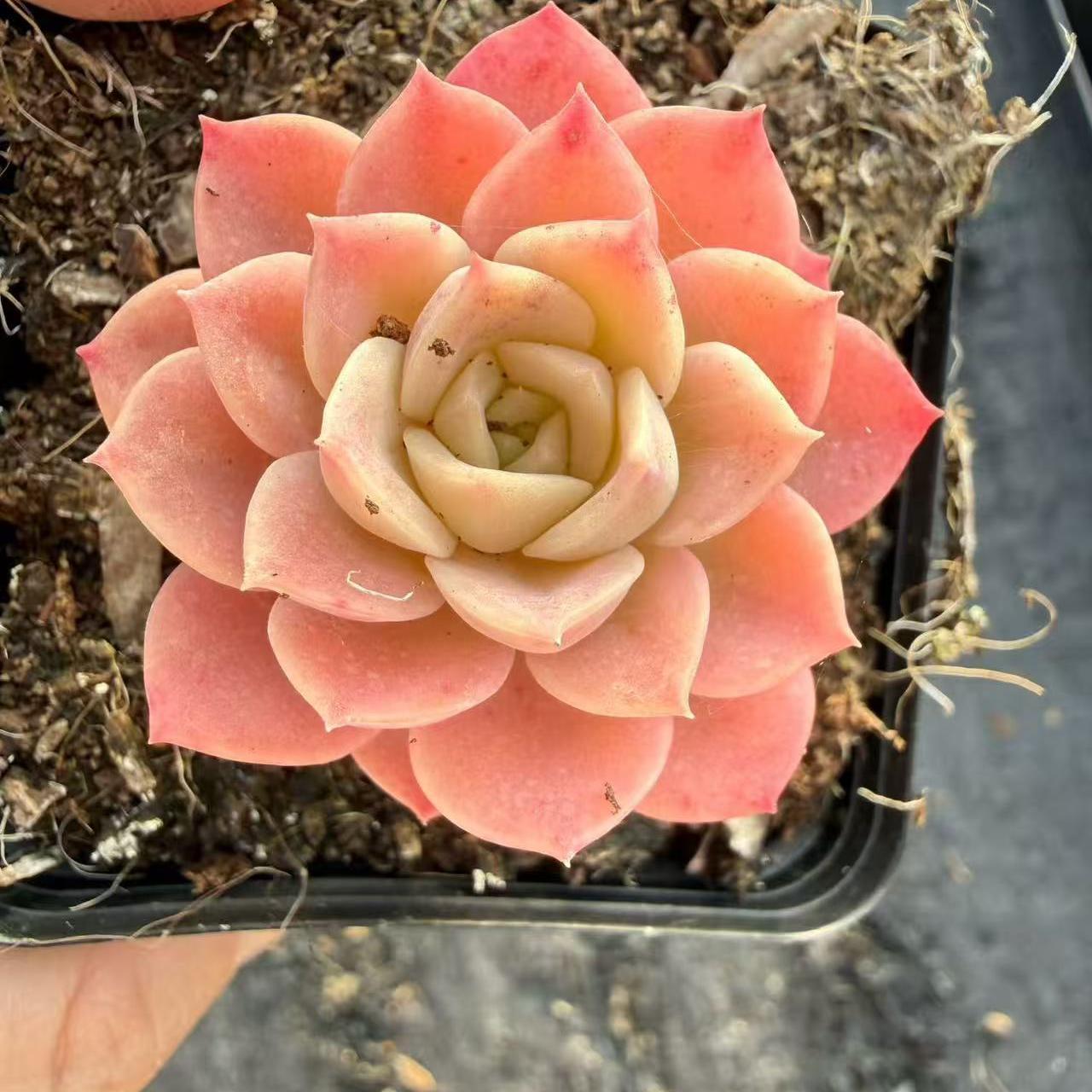 24993 Echeveria Melon (7cm pot size)