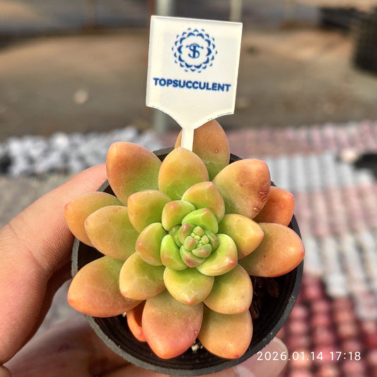 0760 Echeveria Shangri-La (5.5cm pot size)