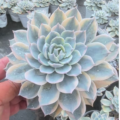 24424 Echeveria Subsessilis Variegated (12cm pot size)