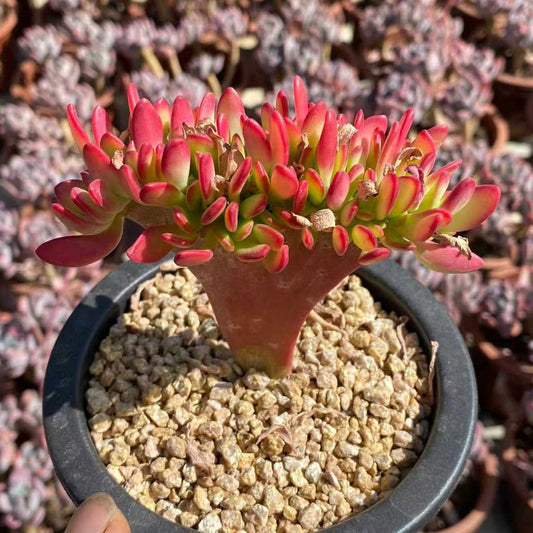 25790 Crassula 'Red Carpet' Cristata (13cm pot size)