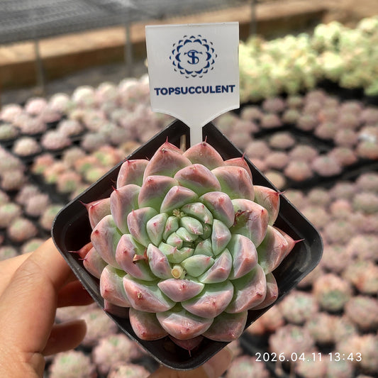 25682 Echeveria Dream Suit (6.5cm pot size)