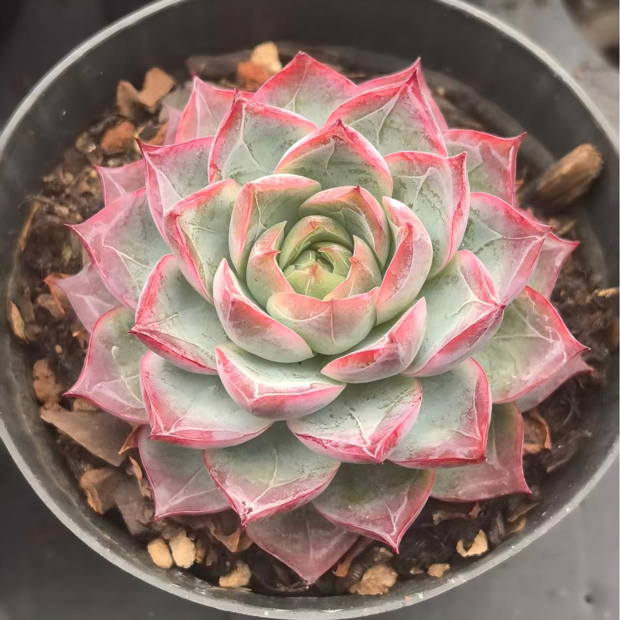 T5635 Echeveria Seaweed (7cm pot size)