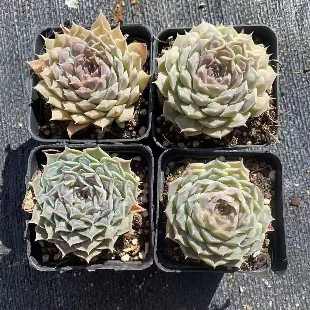 23574 Echeveria Gilo Drops (7cm pot size)