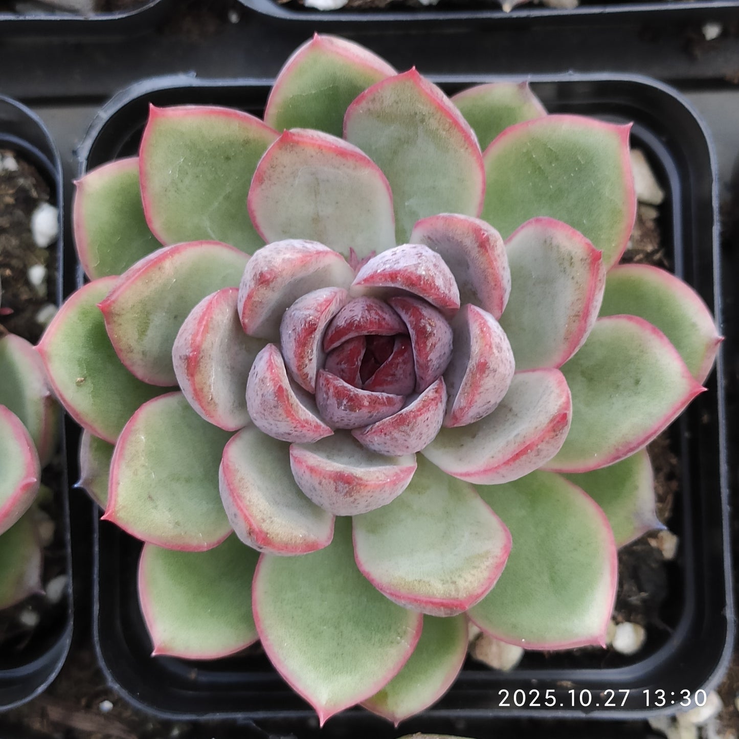 21785 Echeveria Black Rose (7cm pot size)